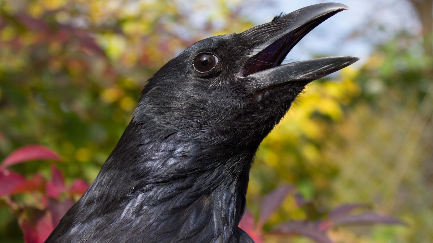 Crows can count out loud like toddlers, scientists find : NPR