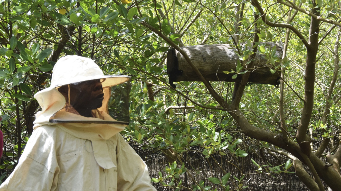 To protect mangroves, some Kenyans combat logging with hidden beehives : NPR