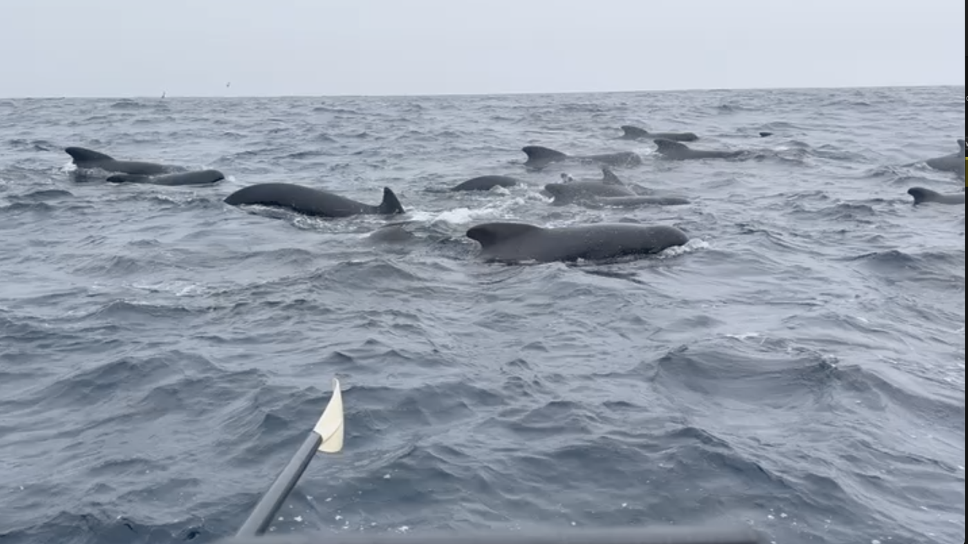 Man rowing solo across Atlantic is surrounded by whales : NPR