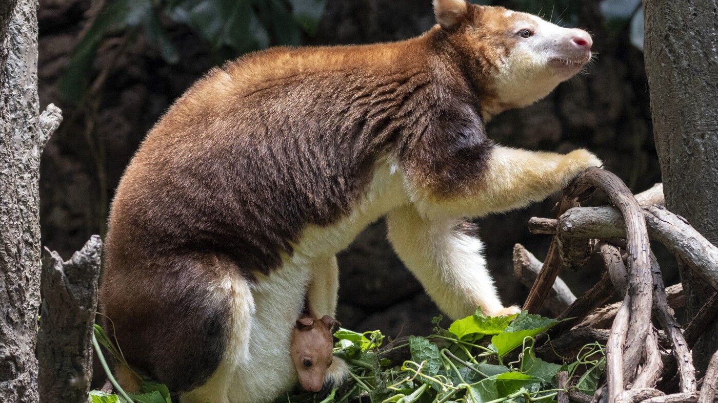 Baby tree kangaroo makes public debut at the Bronx Zoo : NPR