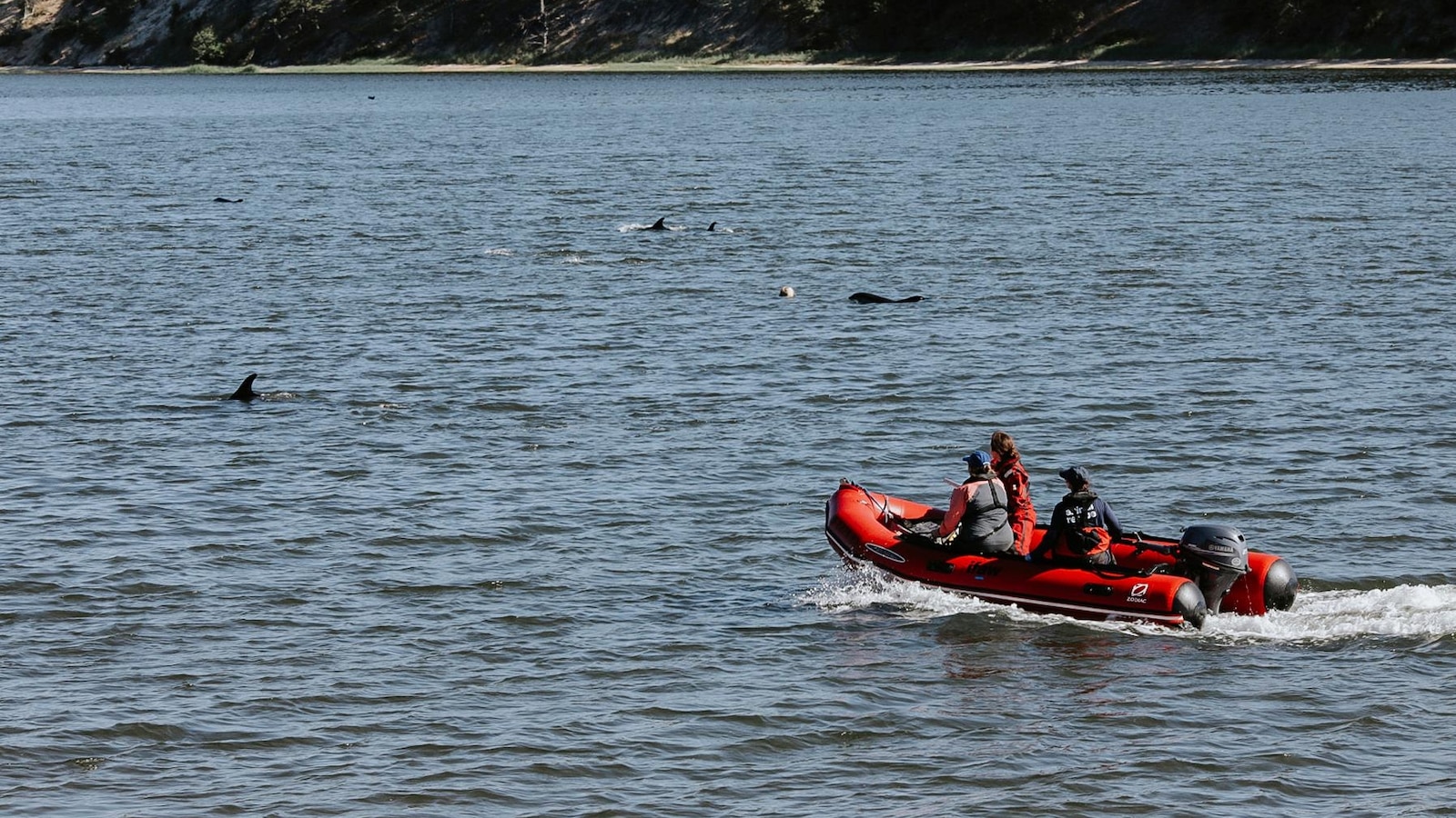 Animal rescuers save more than 100 dolphins during mass stranding event around Cape Cod