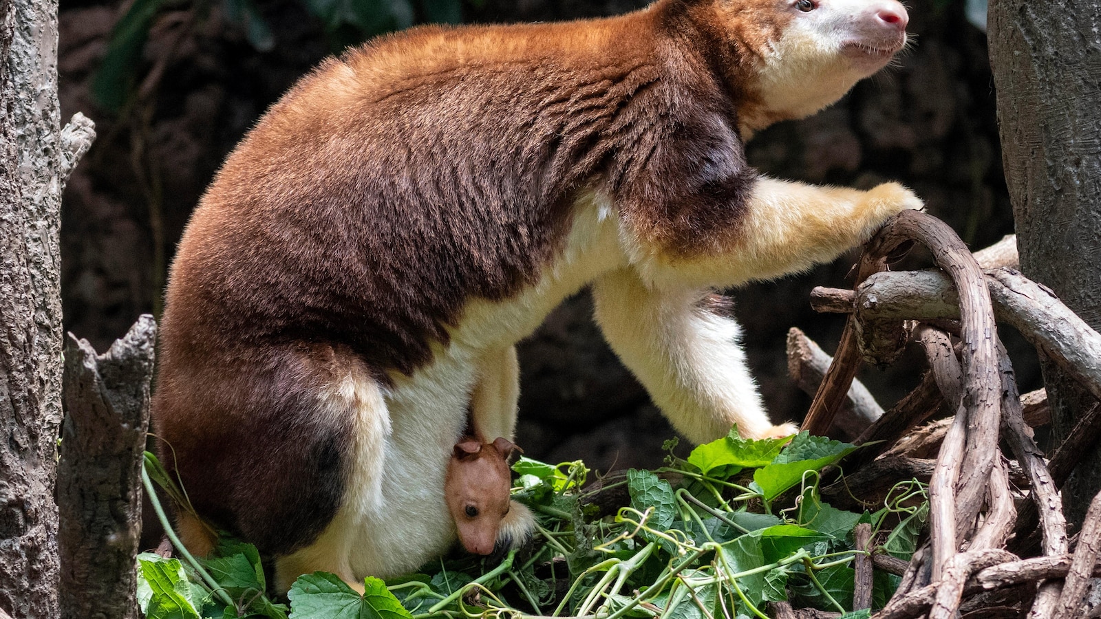 A 7-month-old tree kangaroo peeked out of its mom's pouch at the Bronx Zoo