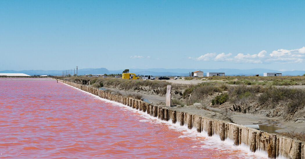 In France, Roam With Flamingos and Cowboys in a Land of Pink Marshes