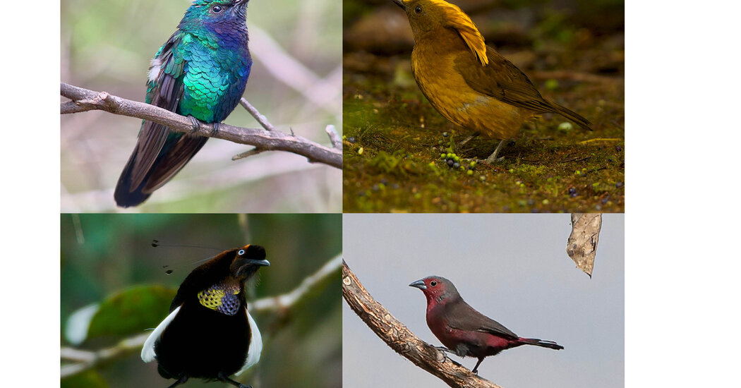 Scientists Made a List of Lost Birds and Now They Want Us to Find Them