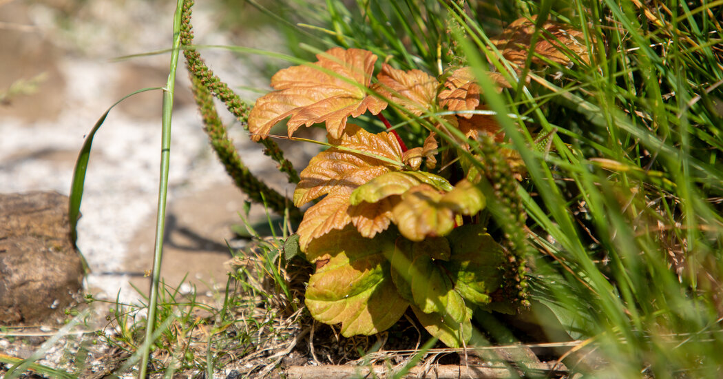 Sprouts Spotted by the Stump of the Sycamore Gap Tree