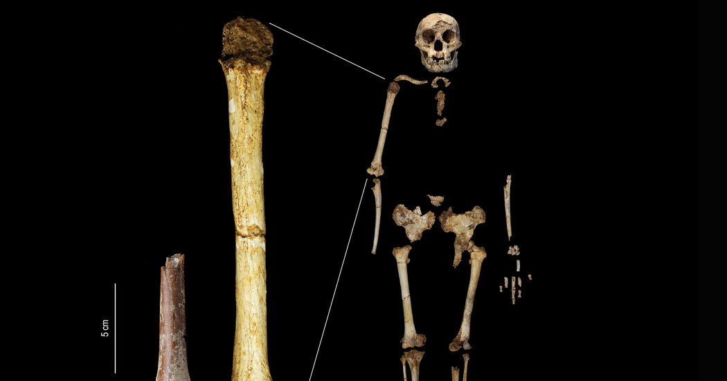 Scientists Find Arm Bone of Ancient ‘Hobbit’ Human