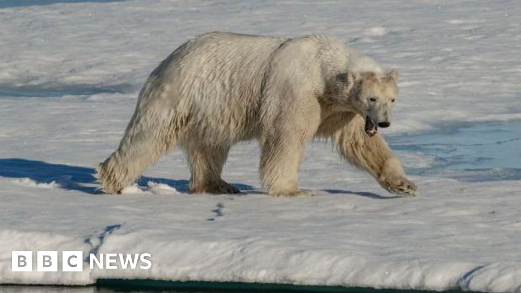 Two polar bears kill Arctic Canadian worker in rare attack