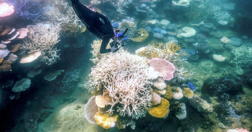 Heat Raises Fears of ‘Demise’ for Great Barrier Reef Within a Generation