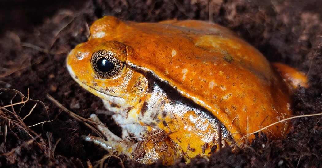 How Glue Helps Frogs Out of Sticky Situations