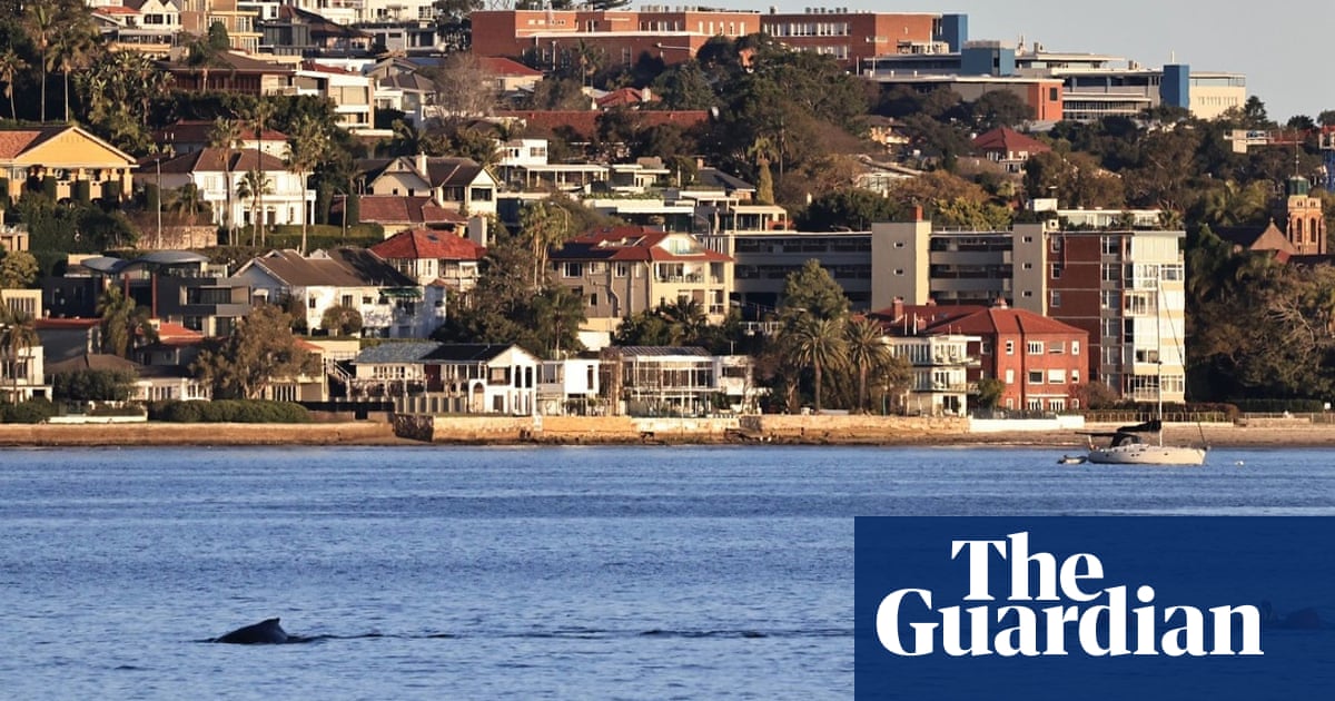 Humpback whale freed in Sydney Harbour after rescue mission | Sydney