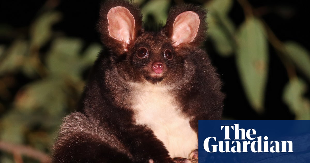 It looks like a cross between a koala and a possum – and it’s in big trouble, Australian conservationists say | Environment