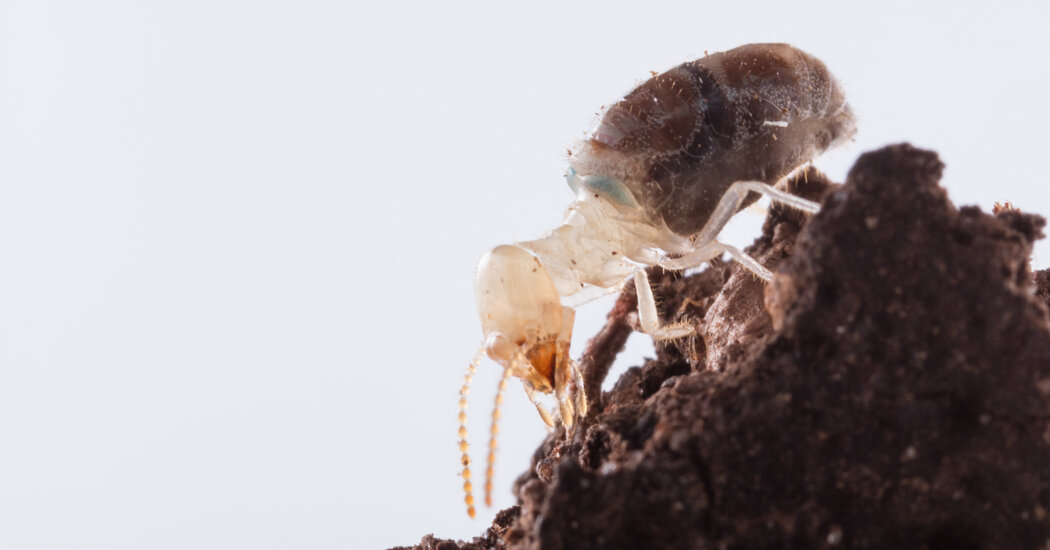 Beware the Toxic and Explosive Blue Backpack This Termite Carries