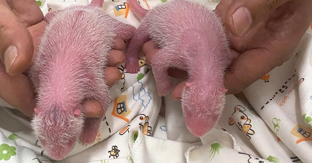 Giant Panda in Hong Kong Gives Birth to Twins