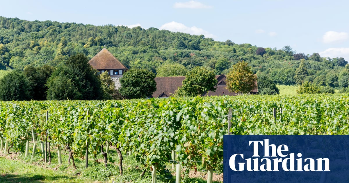 Large English vineyards mark boom year as output and investment soars | Food & drink industry