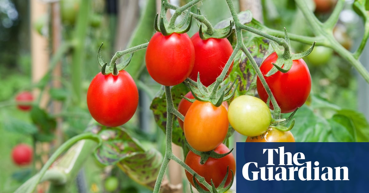 Brexit delays to seed imports could hit crop production, say growers | Brexit