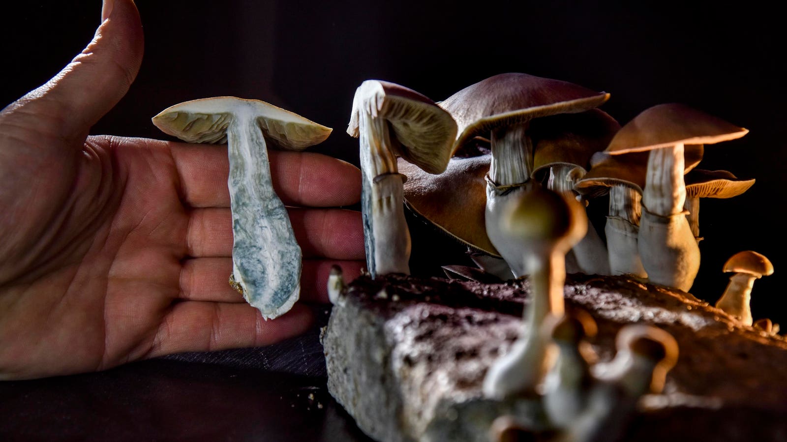 Can Magic Mushrooms Help Treat Depression? Research Taps Psilocybin As Potential Antidepressant.