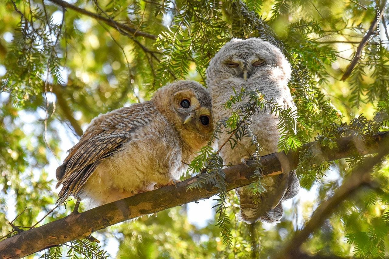 A First Look At Wildlife Photographer Of The Year 2024 Competition