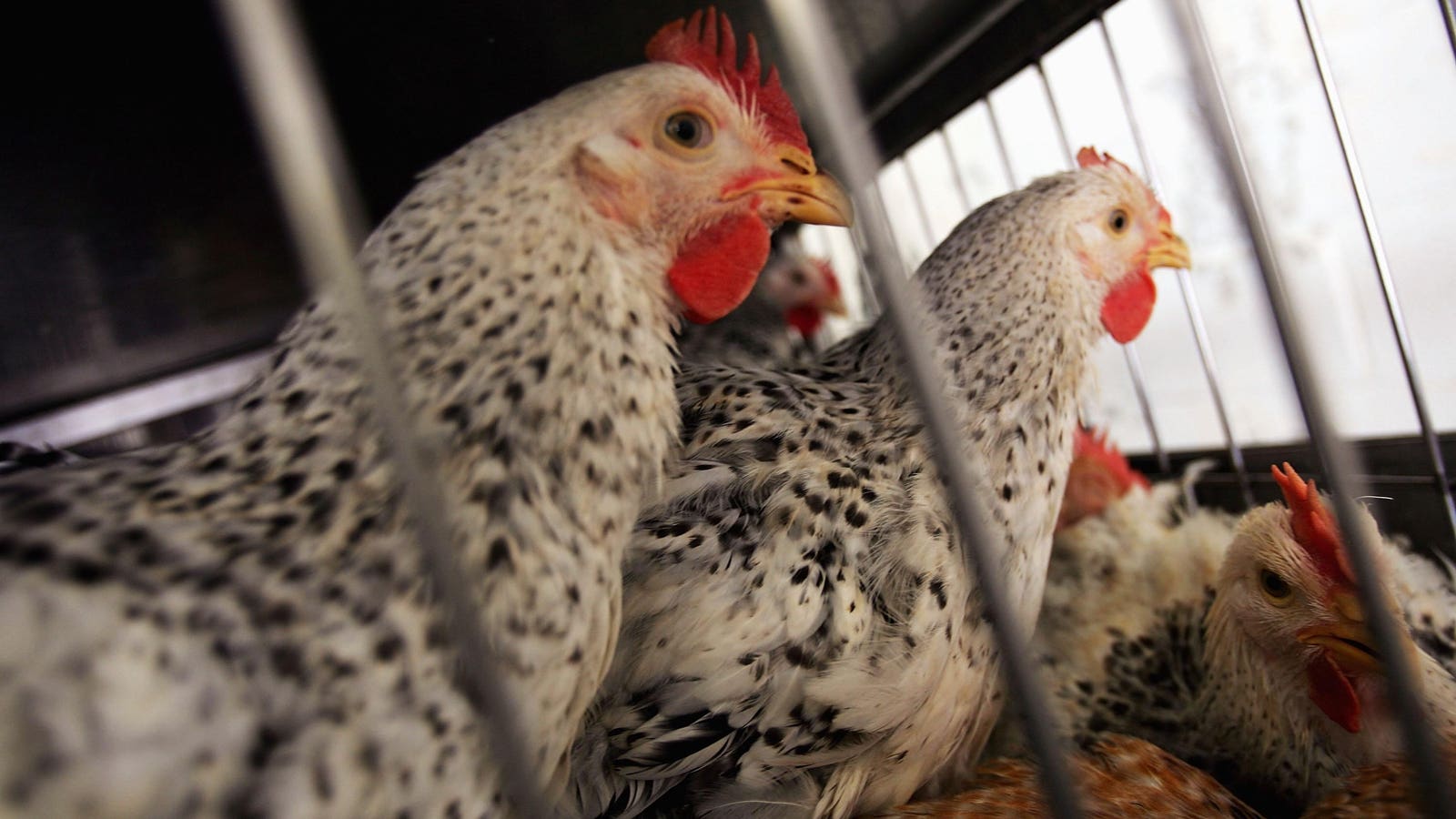 Colorado Facilities Detect First Human Cluster Of Bird Flu Cases, CDC Says