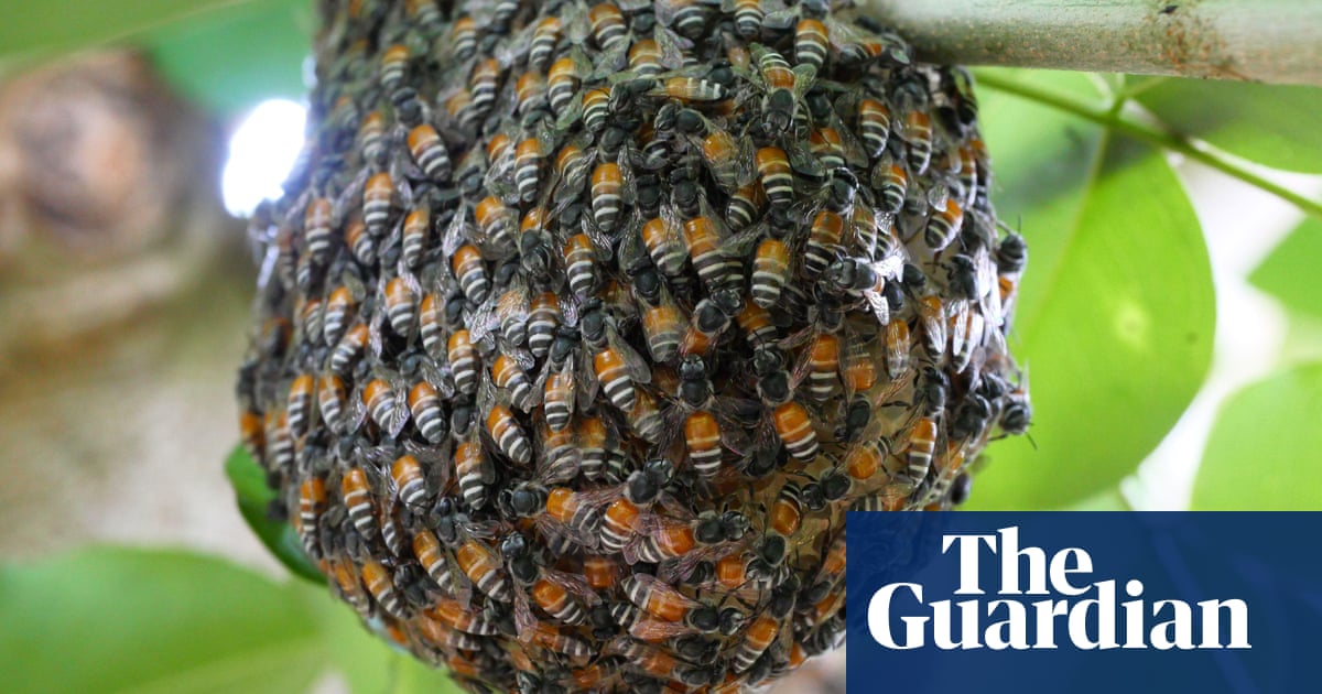 Colony of invasive red dwarf honeybee found for first time in Europe | Invasive species