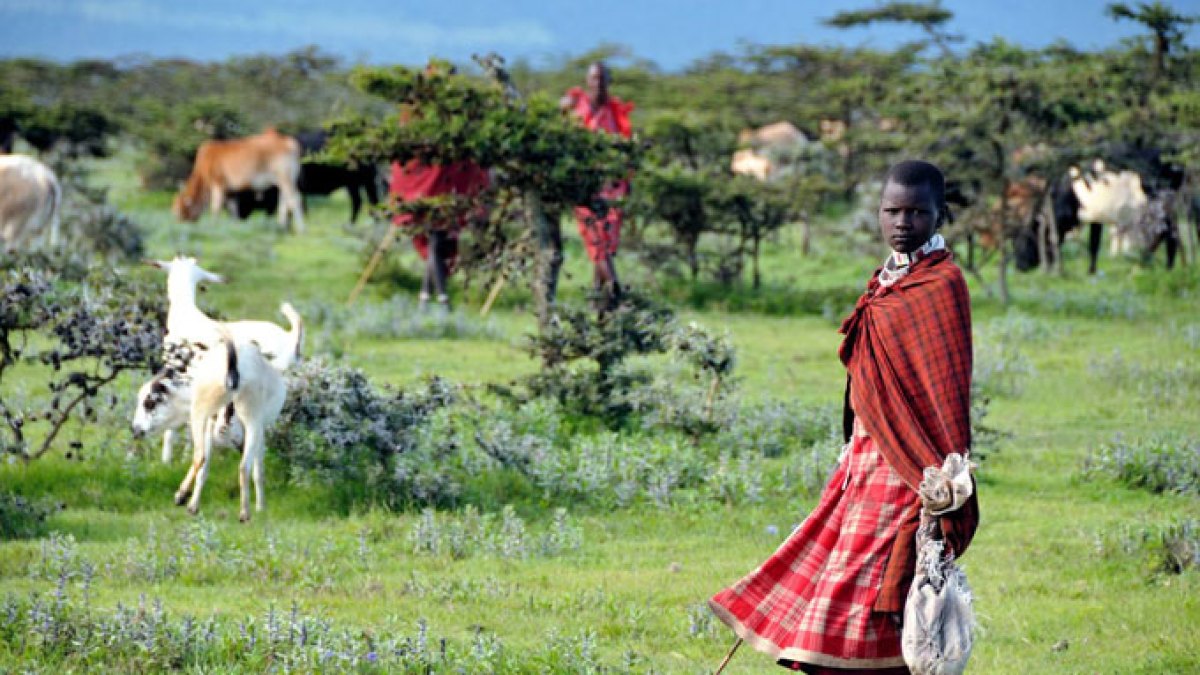 Tanzania’s conservation concerns do not excuse violations of Maasai rights | Indigenous Rights