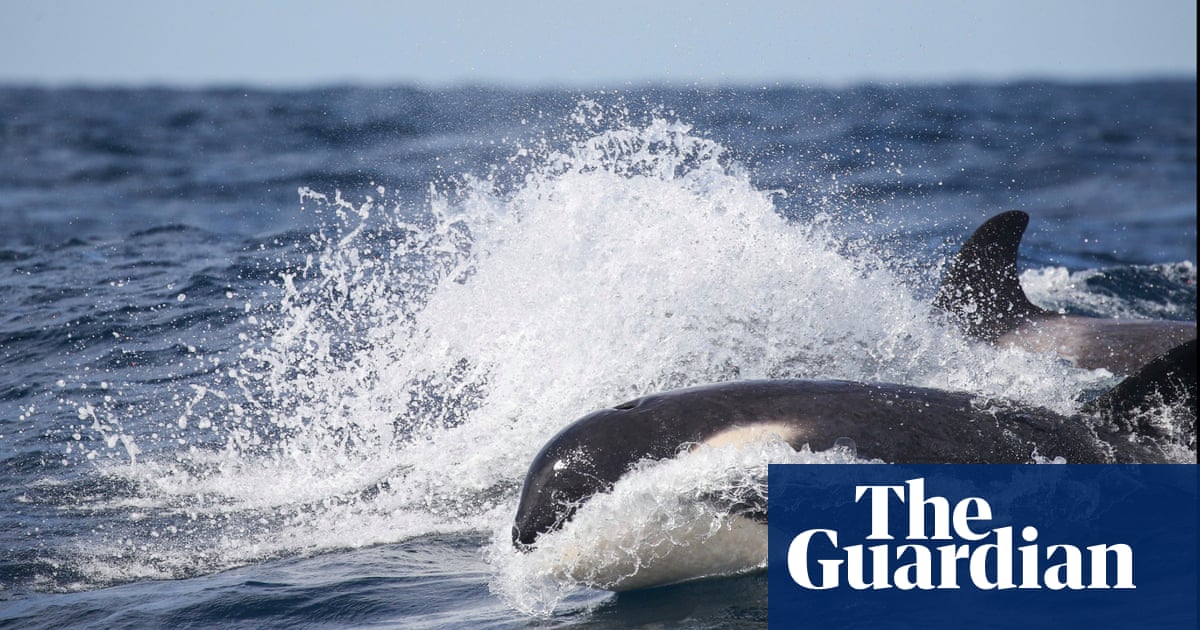 ‘I’ve never seen anything like it’: orcas spotted in Sydney waters for first time since 2018 | Australia news