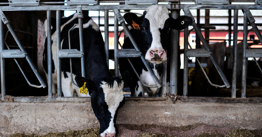 How U.S. Farms Could Start a Bird Flu Pandemic