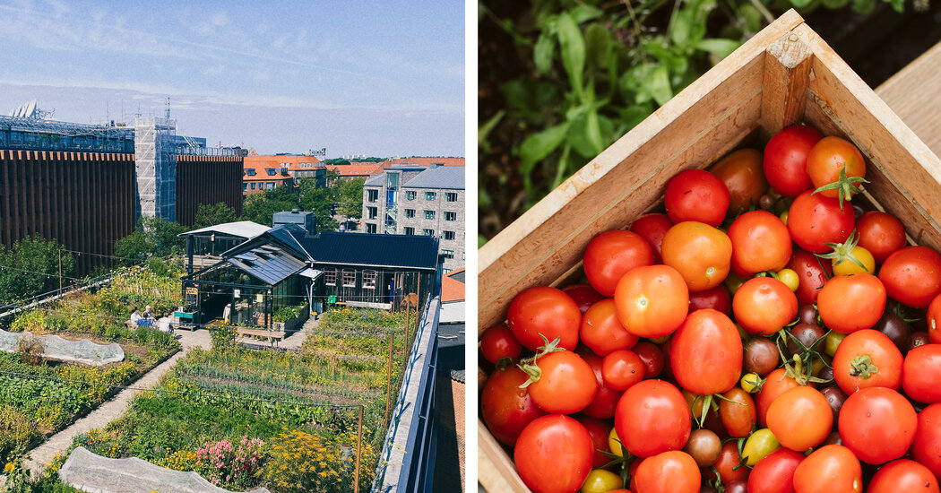 In Copenhagen, a Rooftop With a Farm and a Bar