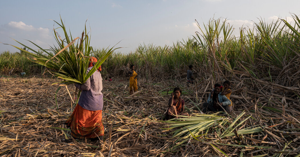 Sugar Industry Faces Pressure Over Coerced Hysterectomies in India