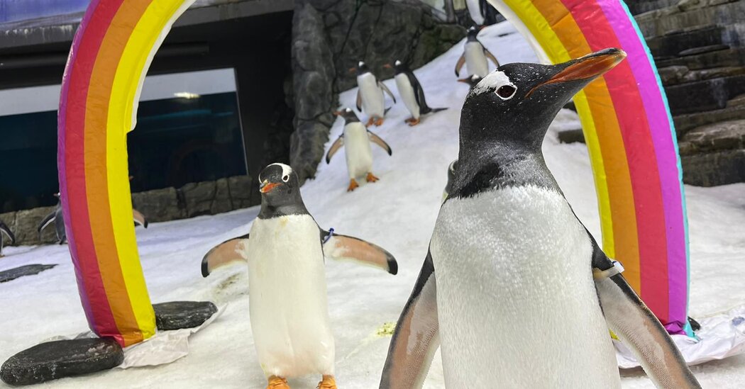 Sphen, Penguin Whose Gay Love Story Earned Global Fame, Dies