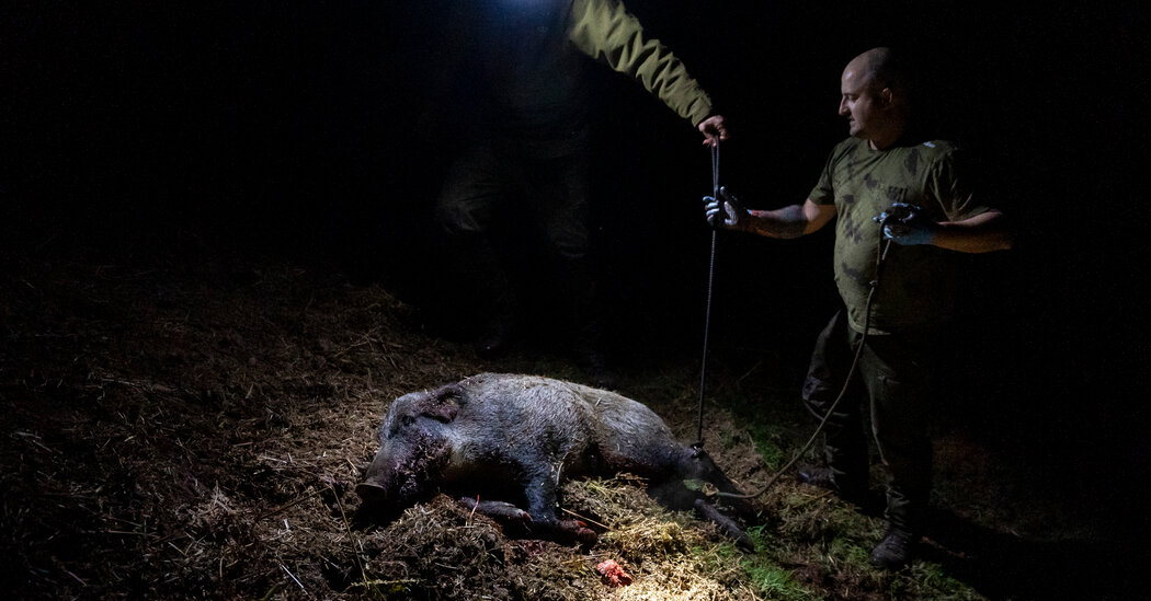 Wild Boars Are Wreaking Havoc in Scotland’s Countryside