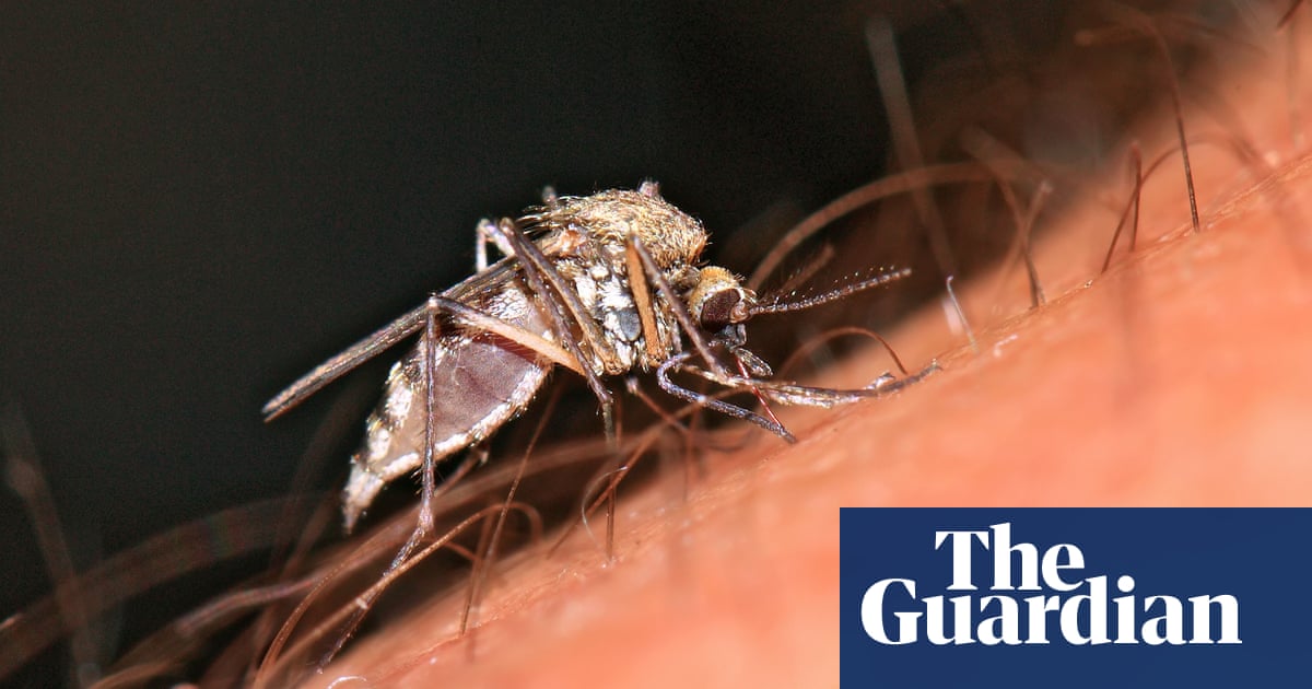 Outbreak of Oropouche virus in Brazil should be a ‘wake-up call’, say experts | Global health