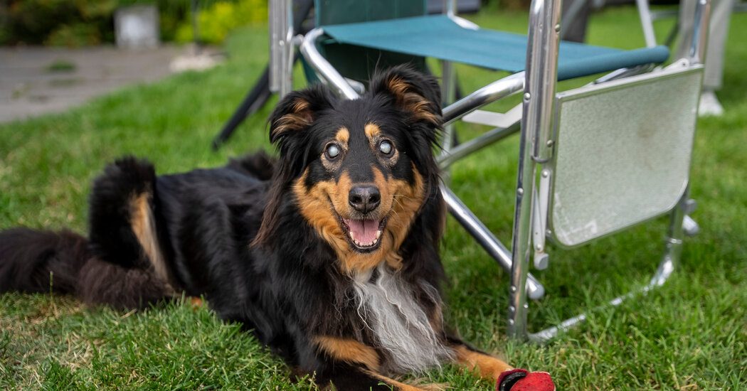 An English Shepherd Dog Went Blind. Now She’s Helping Other Pups Avoid Her Fate.