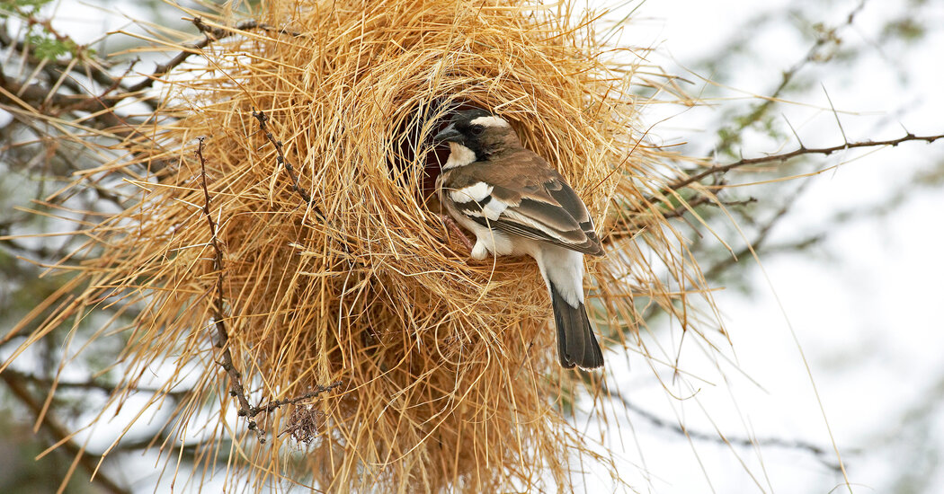 Weaver Bird Nests in Africa Appear to Reflect Local Styles and Traditions