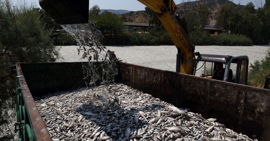 100-Plus Tons of Dead Fish Swamp a Greece Port