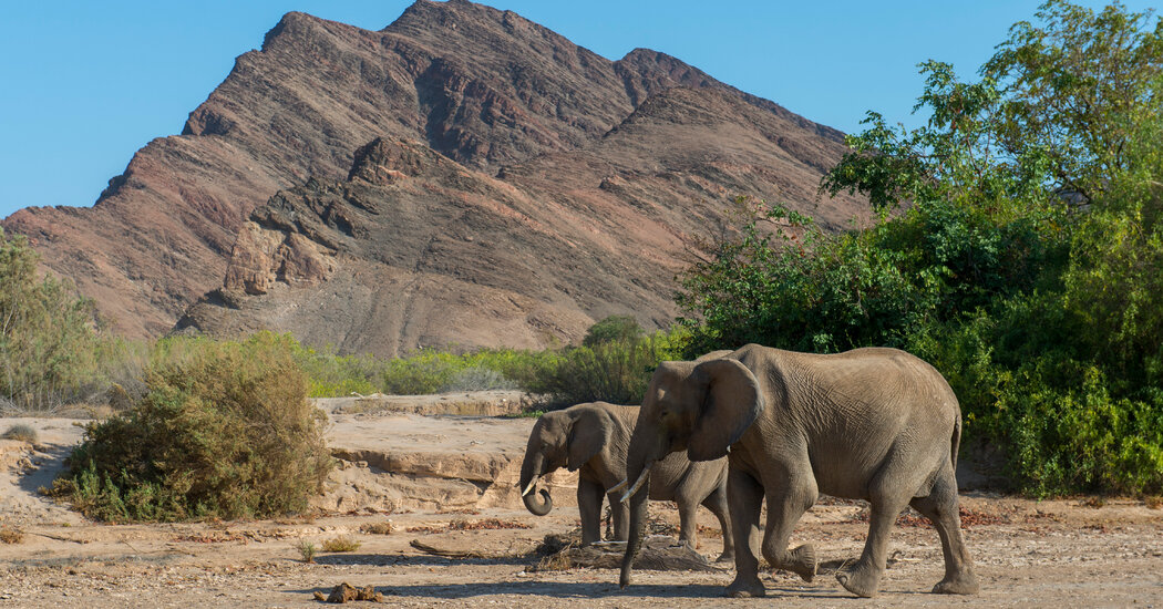 Namibia, Facing Drought, Plans to Kill Elephants for Meat