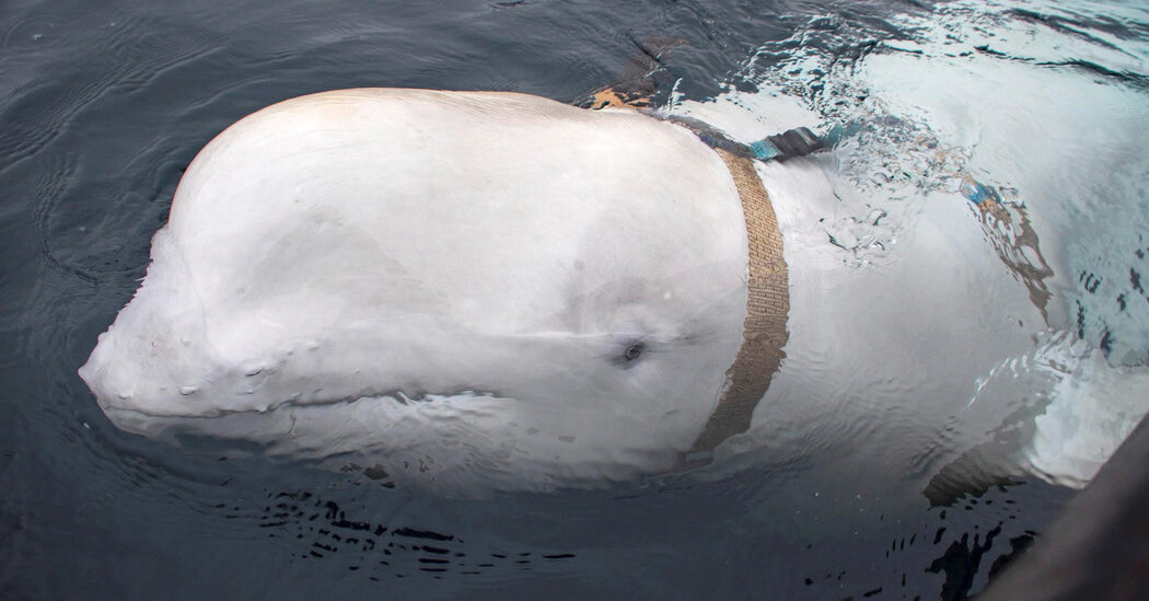 Hvaldimir the ‘Spy’ Whale Is Found Dead in Norwegian Waters