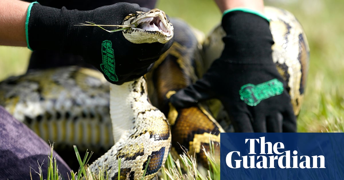 Snake hunters descend on the Everglades for the Florida Python Challenge | Florida