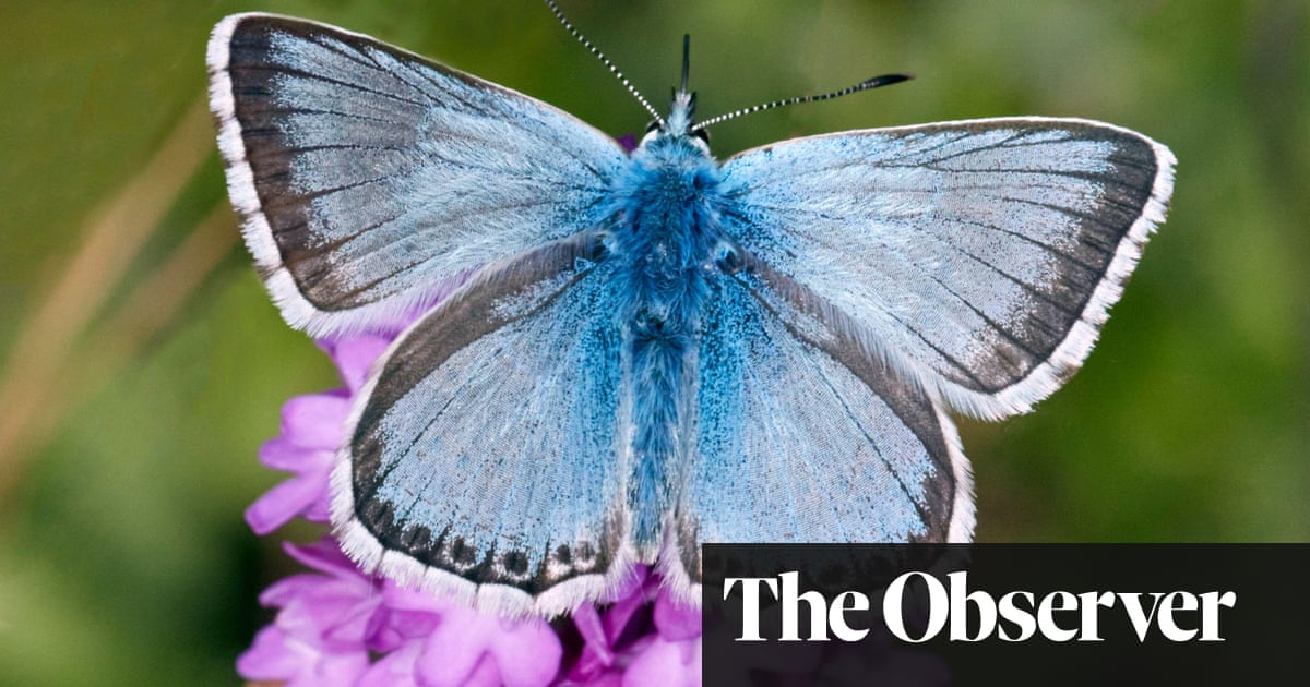 Startling genome discovery in butterfly project reveals impact of climate change in Europe | Butterflies