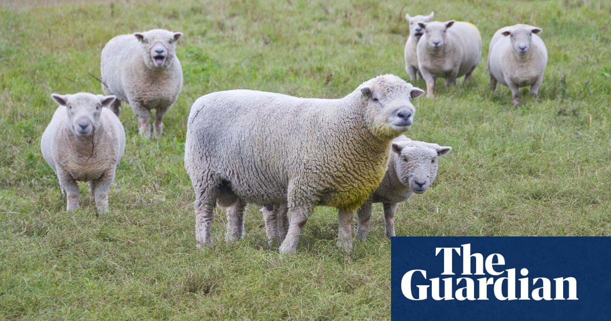 Sheep movement restricted in Norfolk and Suffolk amid bluetongue disease | Farm animals