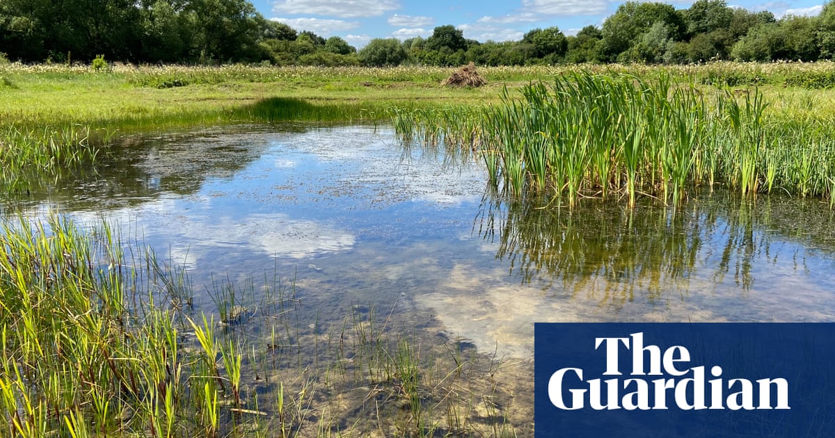 Push to identify ‘priority ponds’ in UK that are refuges for plants and animals | Wildlife