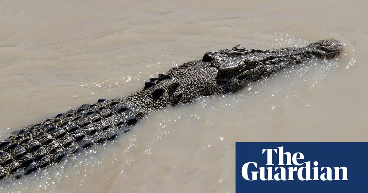 Human remains found inside crocodile in Queensland days after fisherman fell into water | Queensland