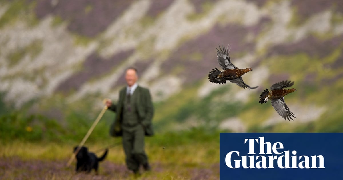 Call for tougher policing of Scottish grouse moors on eve of ‘Glorious Twelfth’ | Birds