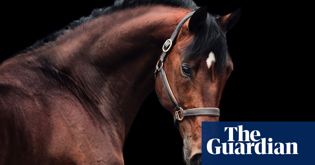 Horses can plan ahead and think strategically, scientists find | Animal behaviour