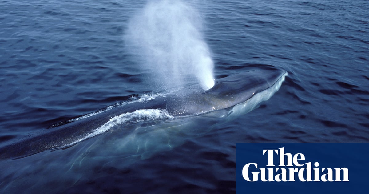 Australian government ‘deeply disappointed’ by Japan’s decision to expand commercial whaling target list | Whaling