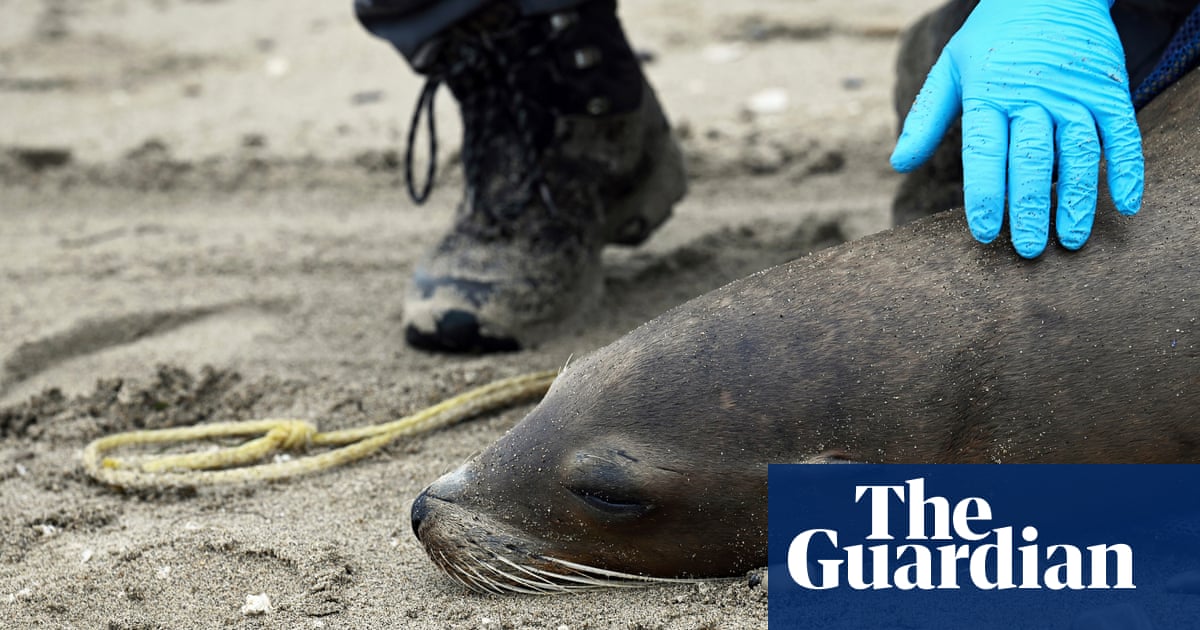 Sick sea lions stranded on California coast as experts fear algae poisoning | California