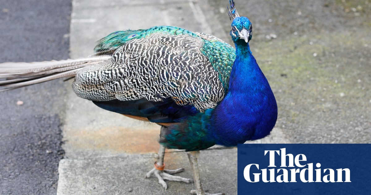 Peacocks of Pittencrieff Park given freedom of Dunfermline city | Scotland