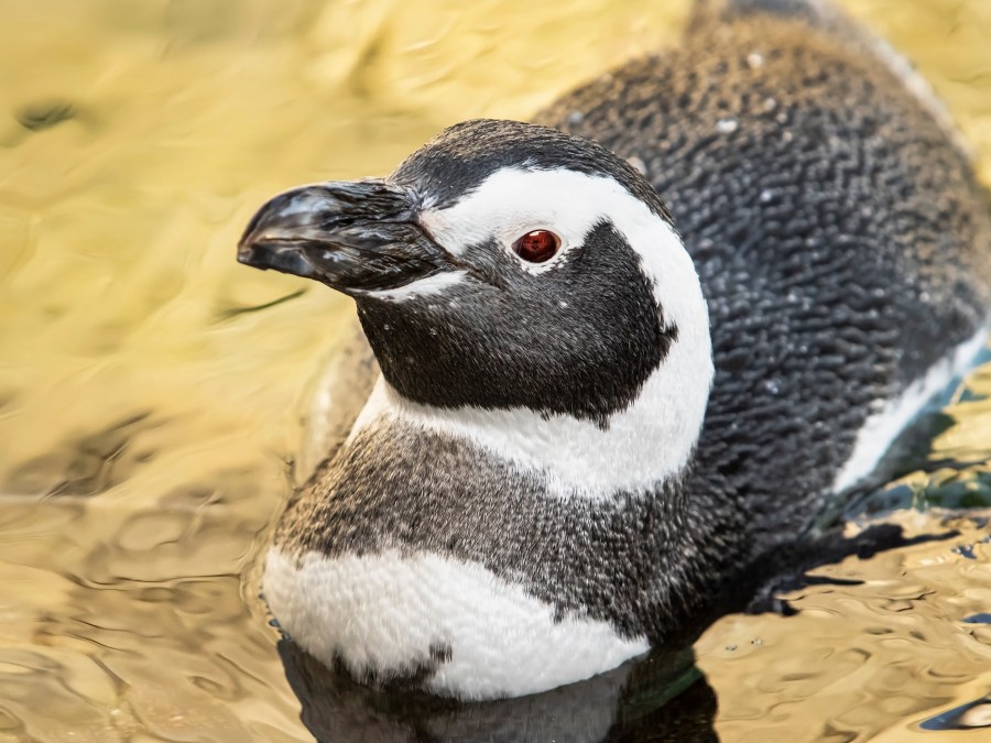 Penguin dies of infection at Southern California’s Aquarium of the Pacific