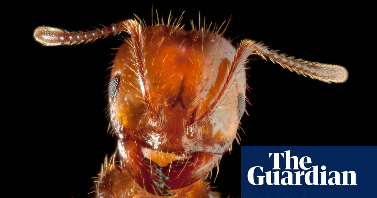 Fresh warning on fire ants in Queensland as suppression efforts struggle to halt spread | Invasive species