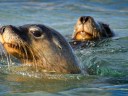 Sea lion camera crews help scientists map unexplored seabeds