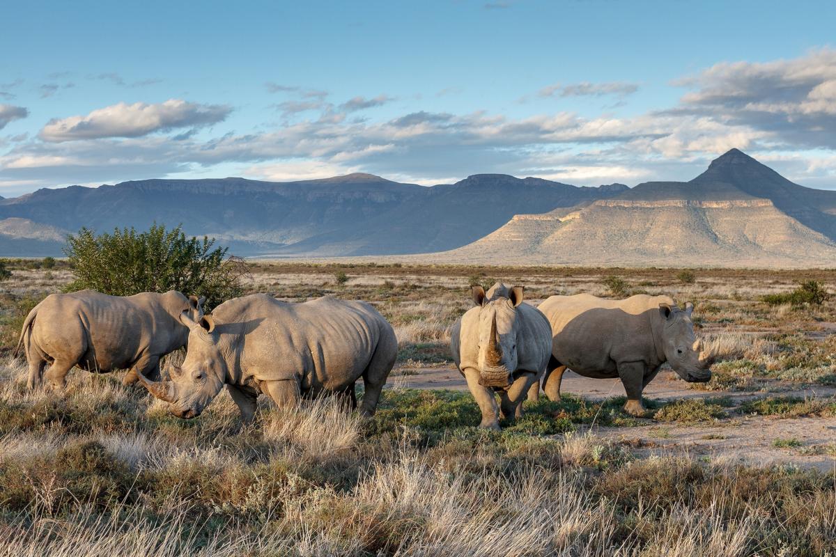 Best places to see rhino conservation in action